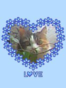 mon chat adore